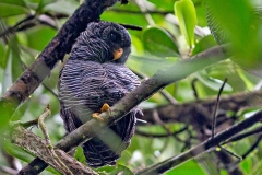 Black-banded Owl [Strix huhula huhula] 