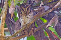 Tropical Screech Owl [Megascops choliba cruciger] 