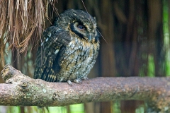 Tawny-bellied Screech Owl [Megascops watsonii usta] 