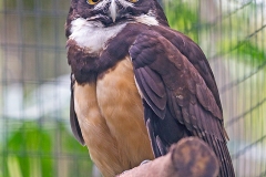 Spectacled Owl [Pulsatrix perspicillata perspicillata] 