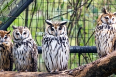 Striped Owl [Asio clamator midas] 