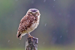 Burrowing Owl [Athene cunicularia partridgei] 