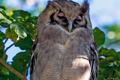 Verreaux's Eagle-Owl [Ketupa lactea] 