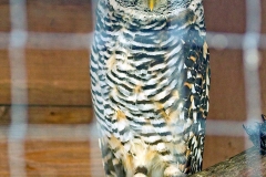 Chaco Owl [Strix chacoensis] 