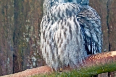 Great Grey Owl [Strix nebulosa lapponica] 