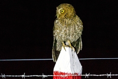 Bare-shanked Screech Owl [Megascops clarkii] 