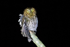 Bare-shanked Screech Owl [Megascops clarkii] 