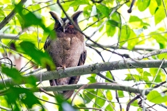 Crested Owl [Lophostrix cristata stricklandi] 