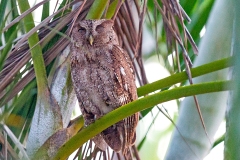 Pacific Screech Owl [Megascops cooperi cooperi] 