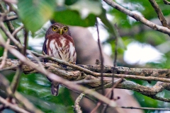 Central American Pygmy Owl [Glaucidium griseiceps] 