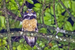 Spectacled Owl [Pulsatrix perspicillata chapmani] 