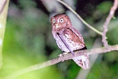 Middle American Screech Owl [Megascops guatemalae vermiculatus] 