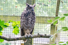 Great Horned Owl [Bubo virginianus] 