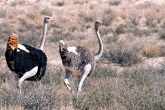 STRUTHIONIFORMES, RHEIFORMES, CASUARIFORMES & TINAMIFORMES