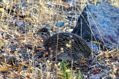 Chilean Tinamou [Nothoprocta perdicaria perdicaria]