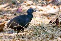 Little Tinamou [Crypturellus soui modestus]