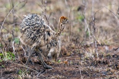 Common Ostrich [Struthio camelus australis]