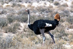 BIRDS - NON-PASSERIFORMES
