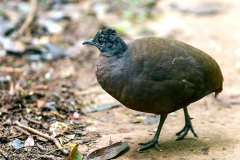 Brown Tinamou [Crypturellus undulatus] 