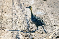 Red-winged Tinamou [Rhynchotus rufescens rufescens]