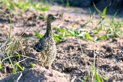 Spotted Nothura [Nothura maculosa maculosa] 