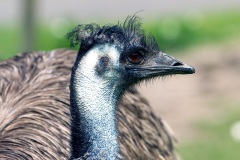 Emu [Dromaius novaehollandiae]