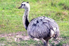 Greater Rhea [Rhea americana albescens]