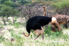 Somali Ostrich [Struthio molybdophanes]