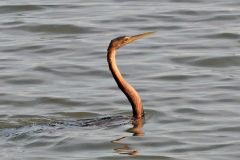 SULIFORMES