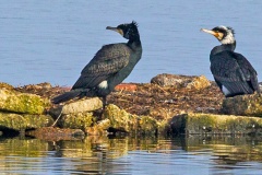 Great Cormorant [Phalacrocorax carbo carbo] 
