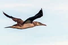 Northern Gannet [Morus bassanus] 