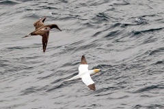 Northern Gannet [Morus bassanus] 