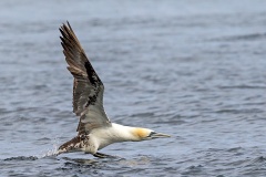 Northern Gannet [Morus bassanus] 