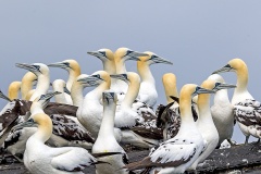 Northern Gannet [Morus bassanus] 