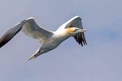 Northern Gannet [Morus bassanus] 