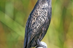 Reed Cormorant [Microcarbo africanus africanus] 