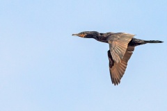 Neotropic Cormorant [Nannopterum brasilianum brasilianum] 