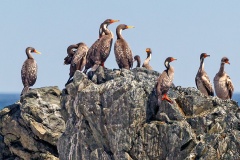 Red-legged Cormorant [Poikilocarbo gaimardi] 