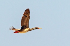 Red-legged Cormorant [Poikilocarbo gaimardi] 