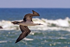 Peruvian Booby [Sula variegata] 