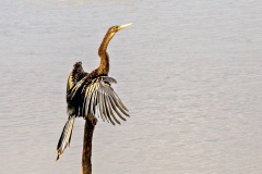 Anhinga [Anhinga anhinga leucogaster] 