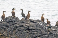 European Shag [Gulosus aristotelis aristotelis]