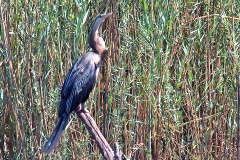African Darter [Anhinga rufa rufa] 