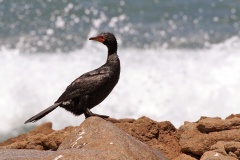 Crowned Cormorant [Microcarbo coronatus]