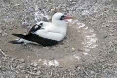 Nazca Booby [Sula granti] 