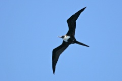 Lesser Frigatebird [Fregata ariel iredalei]