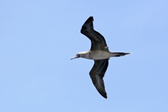 Red-footed Booby [Sula sula rubripes] 