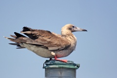 Red-footed Booby [Sula sula rubripes] 