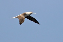 Red-footed Booby [Sula sula rubripes] 