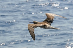 Red-footed Booby [Sula sula rubripes] 
